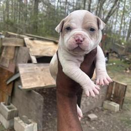 American Bully Puppies for Sale in Waldorf, md