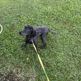 Poodle Available for Adoption in Houma, la