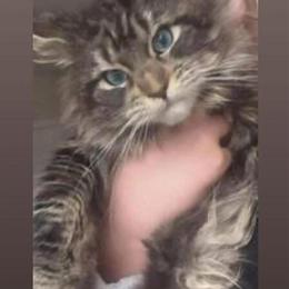 Maine Coon with Gorgeous Blue Eyes in Concord, nc