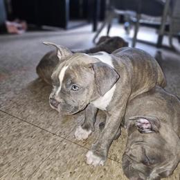 5 Month Old American Bully Puppies Available in Blackwood, nj