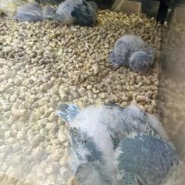 Blue Quaker Baby for Sale in Miami, fl