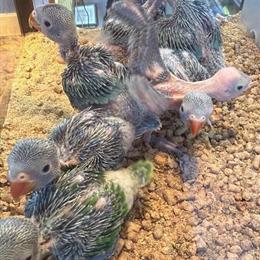 Blue Indian Ringnecks for Sale in Miami, fl