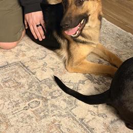 Female German Shepherd Available for Rehoming in Toledo, oh