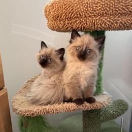 Ragdoll Kittens for Rehoming in Chicago, il