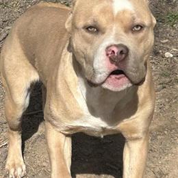 8 Month Old Female XL American Bully Available in Roanoke, va
