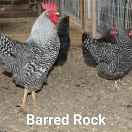Buff Orpington Hens and Pullets Available for Pickup in Clarkrange, tn
