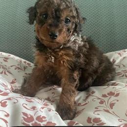 Toy/Mini Poodle Puppies Ready for New Homes in Clarkrange, tn