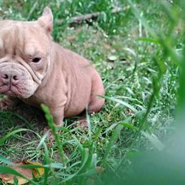 Bully Female Available with Papers in Albany, ga