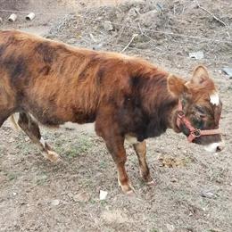 Jersey Heifer Calf, 8 Months Old, Friendly and Halter Broke in Lawrenceburg, tn