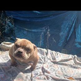 Nano Female Bully Available in Albany, ga