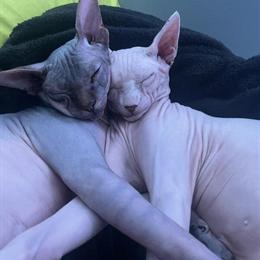 Proven Male Tabby Stud Services Available in Miami, fl