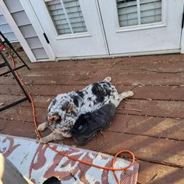 Tri Merle Fluffy French Bulldog Male Available for Stud in Albany, ga