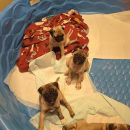 Pug Puppies Available in Kalamazoo, mi