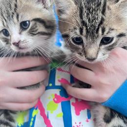 Kittens - 2 Male Kittens Available in Agawam, ma