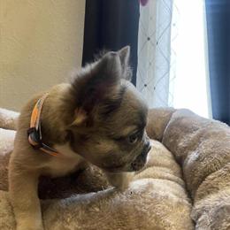 Female Fluffy Ready for Rehoming in Fayetteville, ga