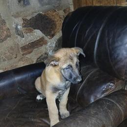 Belgian Malinois Puppies Ready for Their Forever Home in Hickory, nc