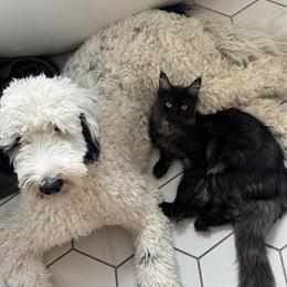 Sheepadoodle Female, 1 Year Old, Great with Kids and Pets in Jackson, mi