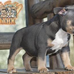 Female American Bully Available for Adoption in Fayetteville, tn