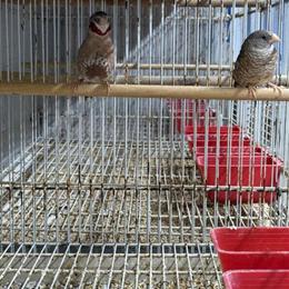 Finches for Sale - Various Types Available in Yonkers, ny