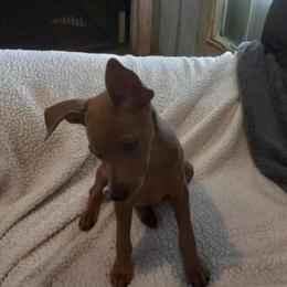 Miniature Pinscher Puppy - Female - Reduced Price in Irvine, ky