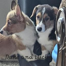 Pembroke Welsh Corgi Puppies - AKC Registered in Stanton, mi