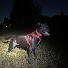 Female Pitbull Available in Houston, tx