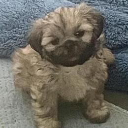Shih Tzu Puppies Available in Saginaw, mi