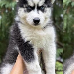 10 Month Old Siberian Husky Puppy Ready for a New Home in Jackson, mi