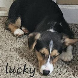 Pembroke Welsh Corgis - AKC Registered in Stanton, mi