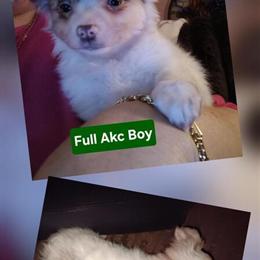 Chihuahua Long Coat Pup Ready to Go! in Albany, ny