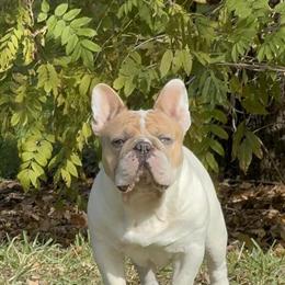 Merle Pied French Bulldog Stud Available in Jacksonville, fl