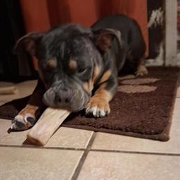 American Bully - 1 Year Old Female, Vaccinated, Needs New Home in Little Rock, ar