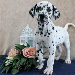 Dalmatian Puppies Available for Loving Homes in Winchester, in