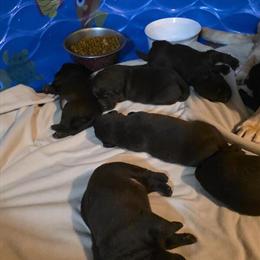 AKC Chocolate Labrador Retriever Puppies for Sale in Elizabeth City, nc