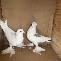 Beautiful Pigeons for Sale in Niles, il