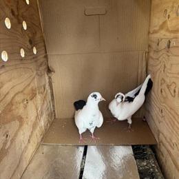 Beautiful Pigeons for Sale in Niles, il