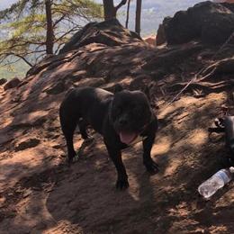 American Bully Female Puppy for Adoption in Gastonia, nc