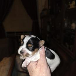 Beautiful Parti Yorkshire Terriers - 6 Weeks Old, Ready March 27th in Richmond, va