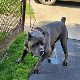 Cane Corso Blue Male, 2 Years Old in Cleveland, oh