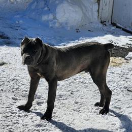 Cane Corso Blue Male Puppy - 8 Months Old in Cleveland, oh