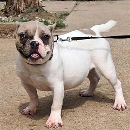 Exotic Bully - TGK'S Lady Sasha Available in Indianapolis, in