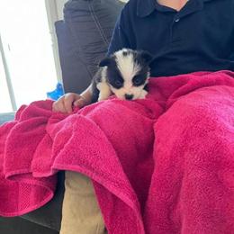 Pembroke Corgi Puppies Available in Calabash, nc