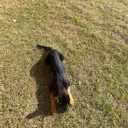 Belgian Malinois and German Shepherd Puppies for Sale in Atlanta, ga