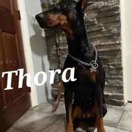Female Doberman Dogs Available for Rehoming in Zanesville, oh