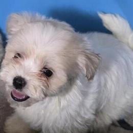 Maltipoo Female Puppy - 10 Weeks Old with Shots in Inglis, fl