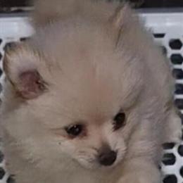 Teddy Bear Pomeranians - 9 Weeks Old, Male and Female Available in Inglis, fl