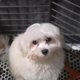 Maltese Puppies for Adoption in Inglis, fl