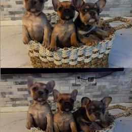 French Bulldog Puppies for Adoption in Totowa, nj