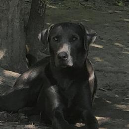 Full Blooded Male Charcoal Labrador Retriever in Taylorsville, nc