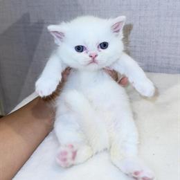 Persian Kittens Ready for Adoption in Upper Marlboro, md